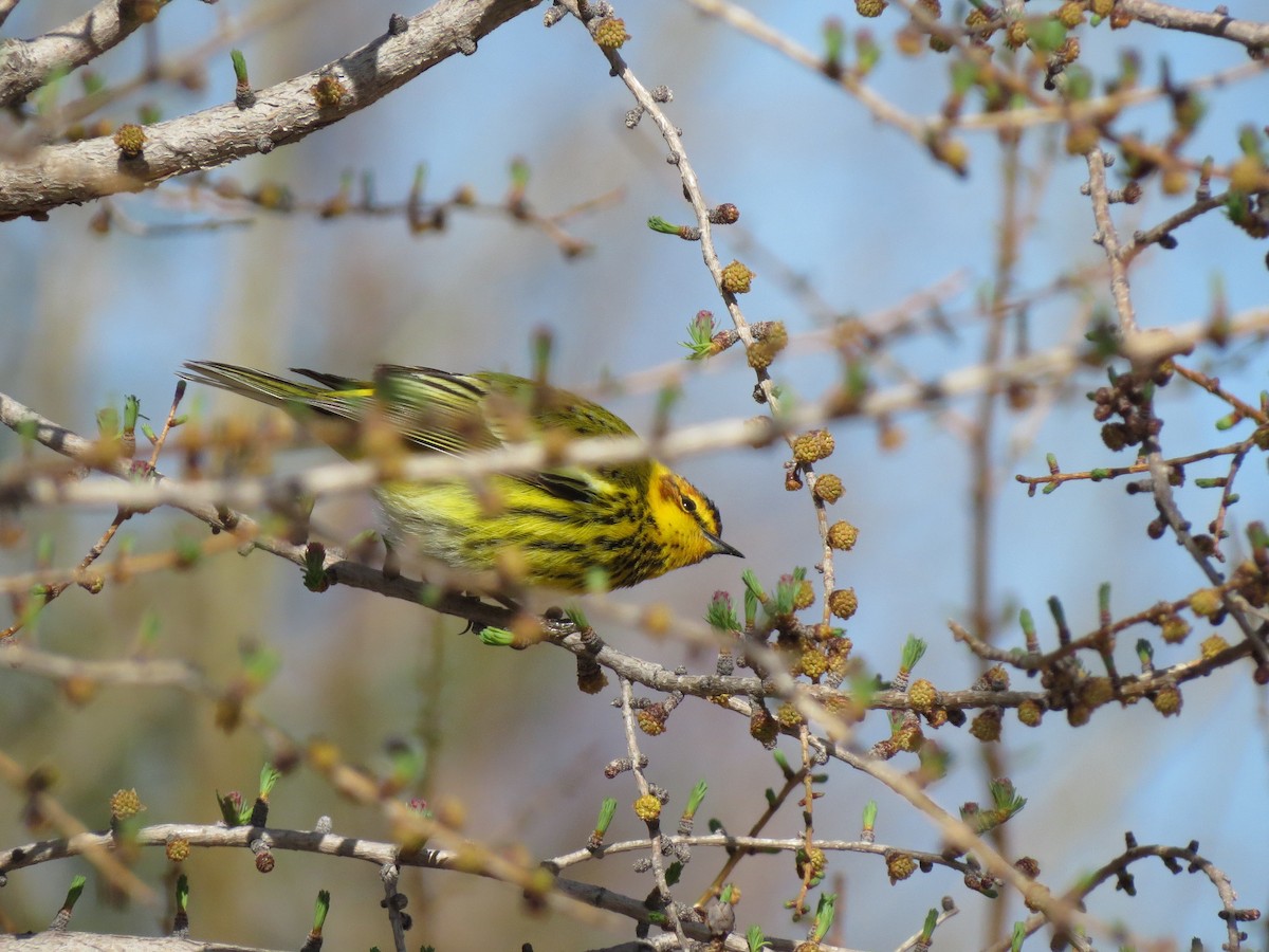 Paruline tigrée - ML160222731