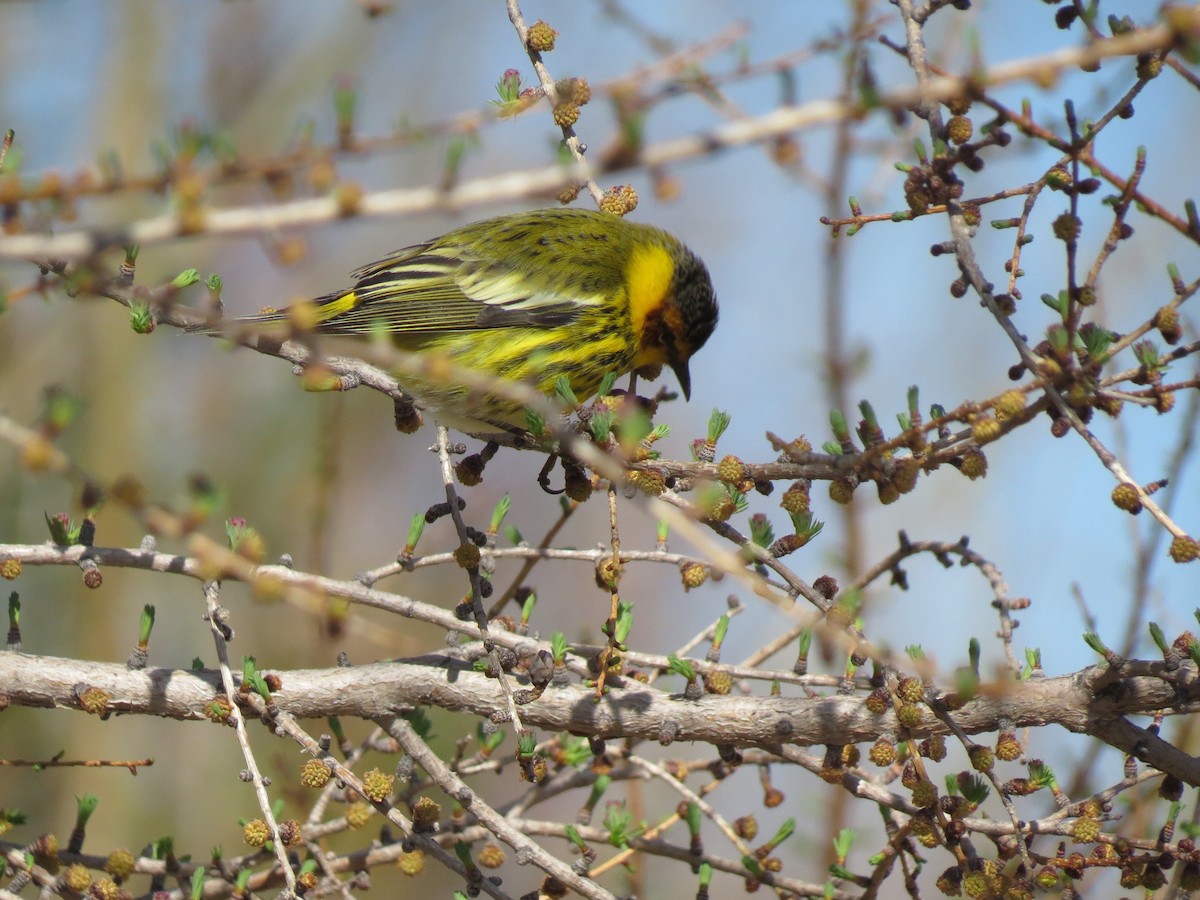 Paruline tigrée - ML160222751