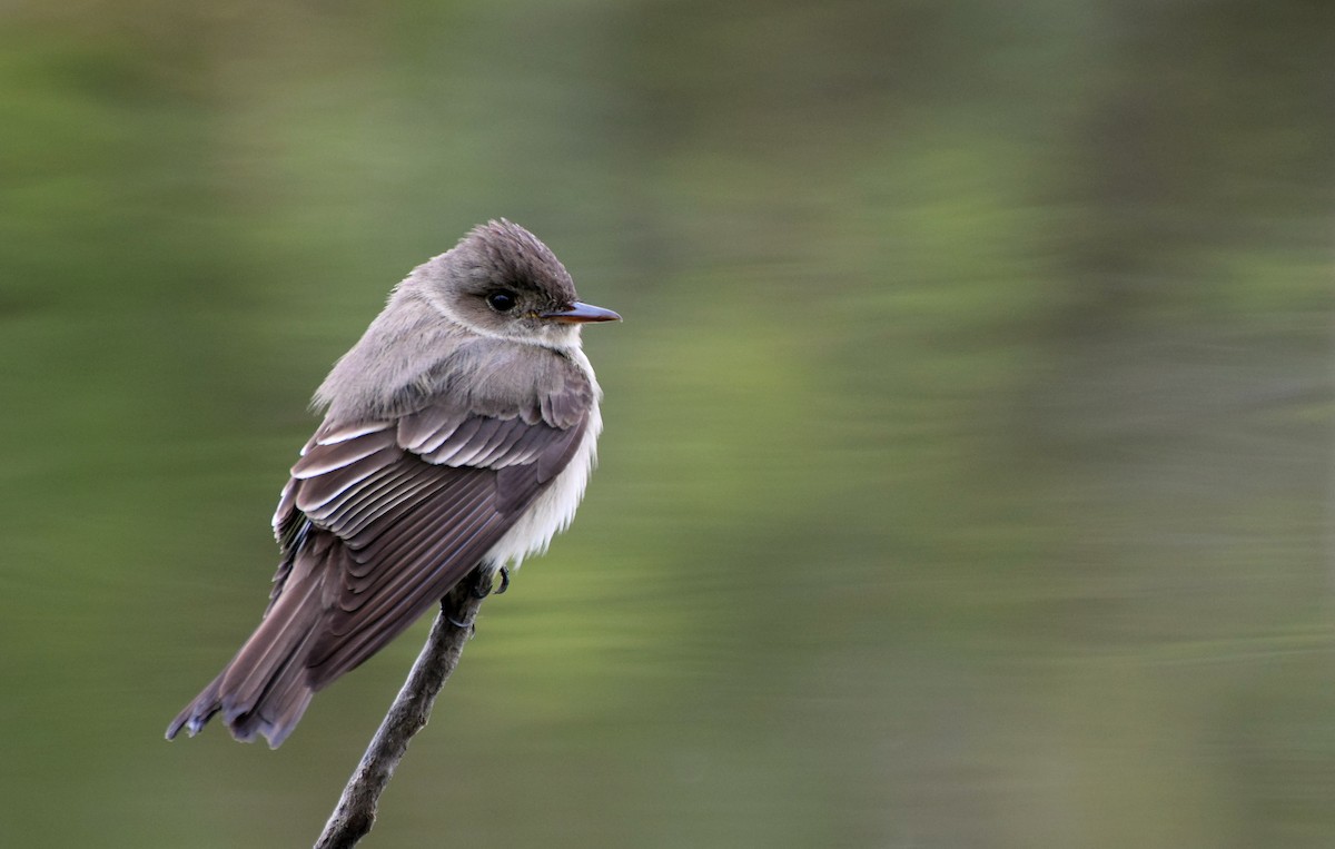 Western Wood-Pewee - Santi Tabares