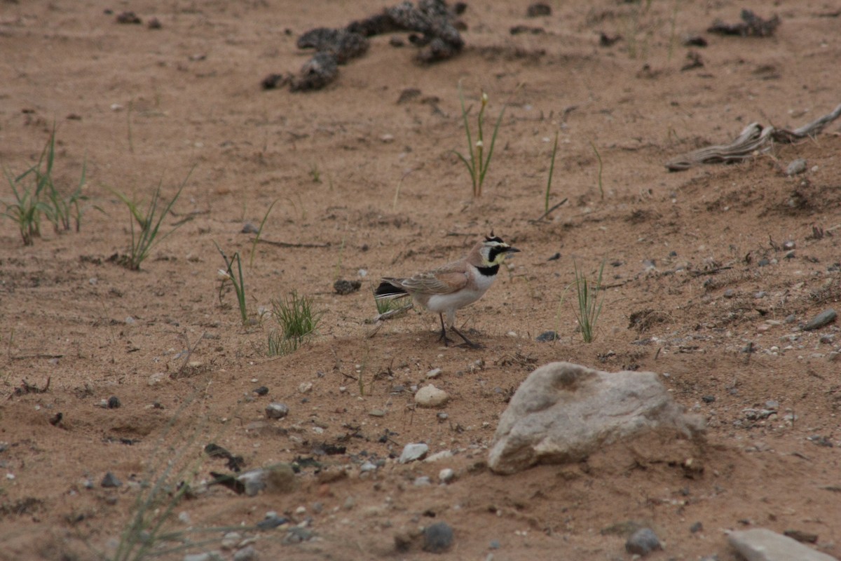 Horned Lark - ML160223691