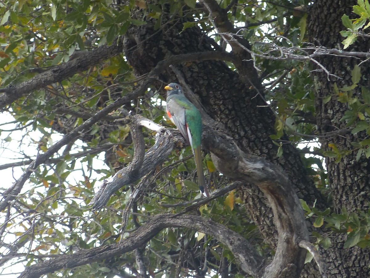 trogon krásný - ML160226481