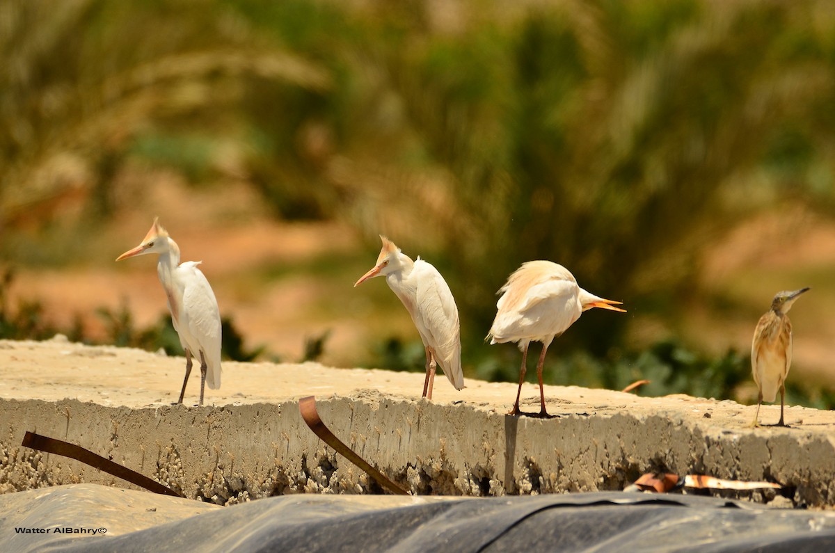 Western Cattle Egret - ML160228901