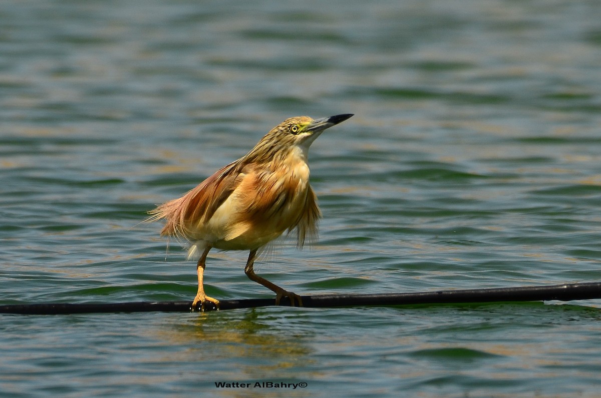 Squacco Heron - ML160229011