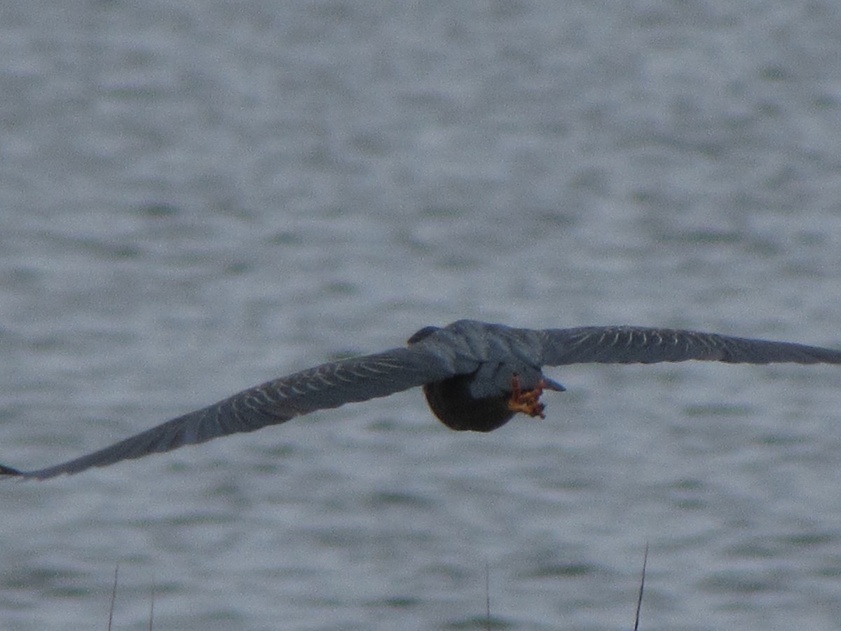 Green Heron - ML160229501