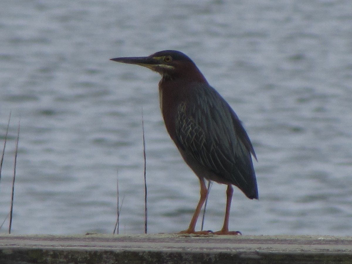 Green Heron - ML160229581