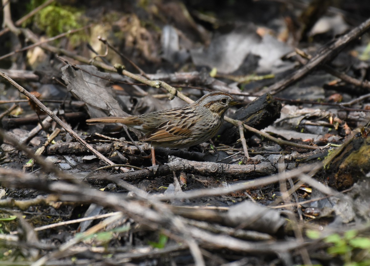 Lincoln's Sparrow - Patty Masten