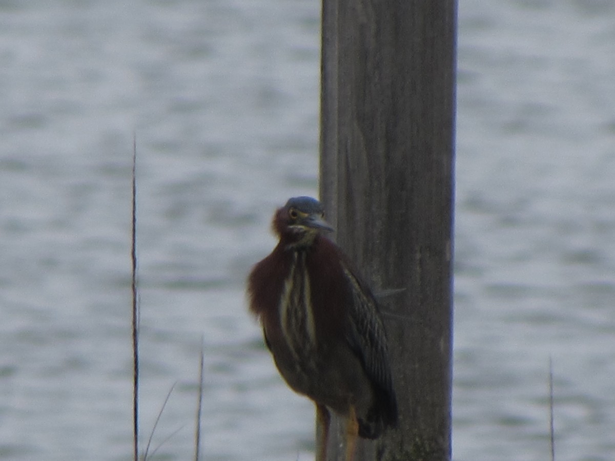 Green Heron - ML160229901