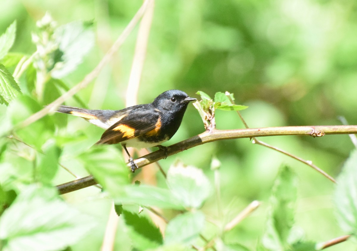 American Redstart - ML160229971