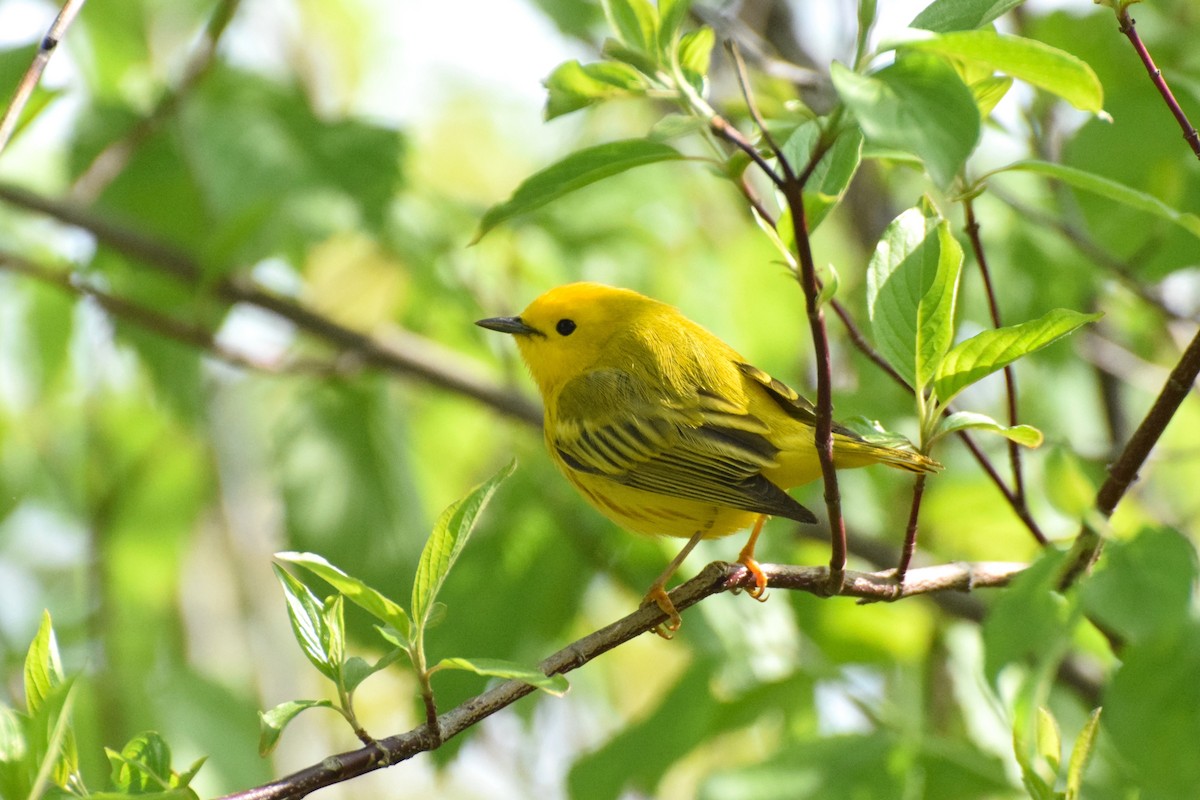 Yellow Warbler - ML160230091