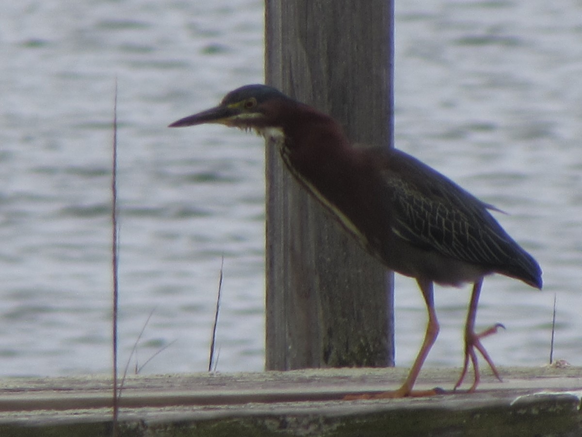 Green Heron - ML160230231