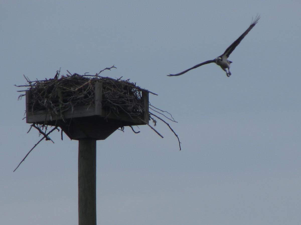 Osprey (carolinensis) - ML160230931