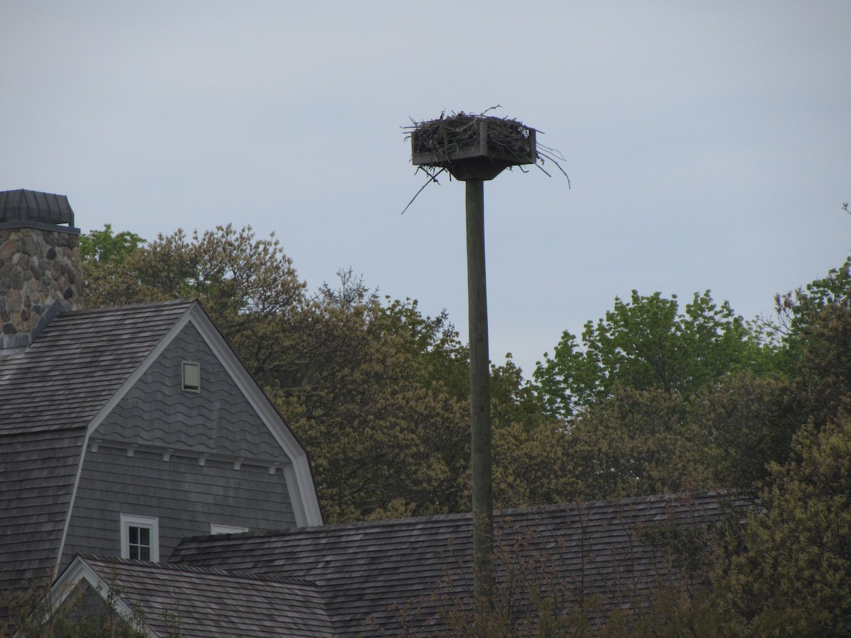 Osprey (carolinensis) - ML160231161