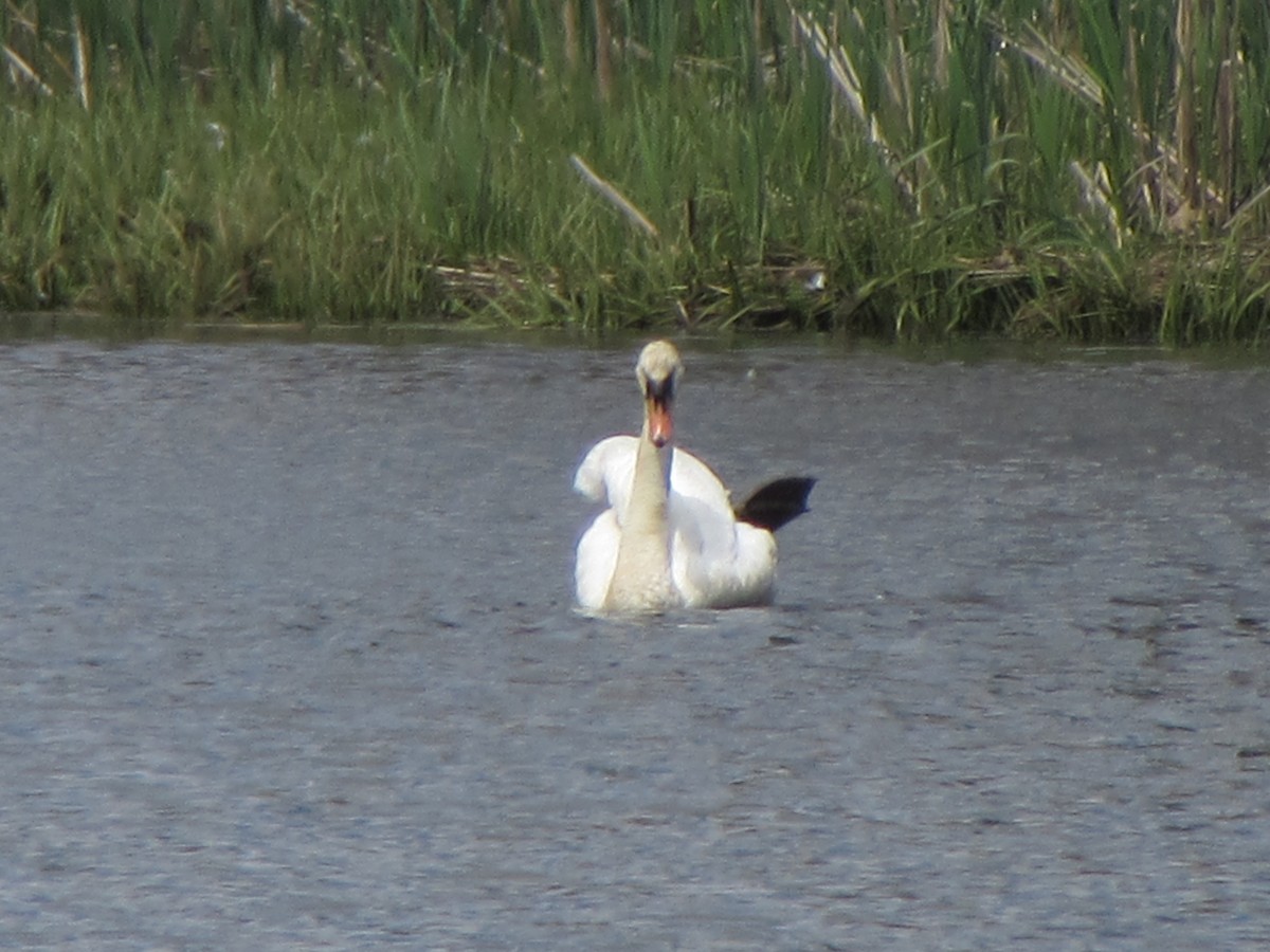 Cygne tuberculé - ML160232521