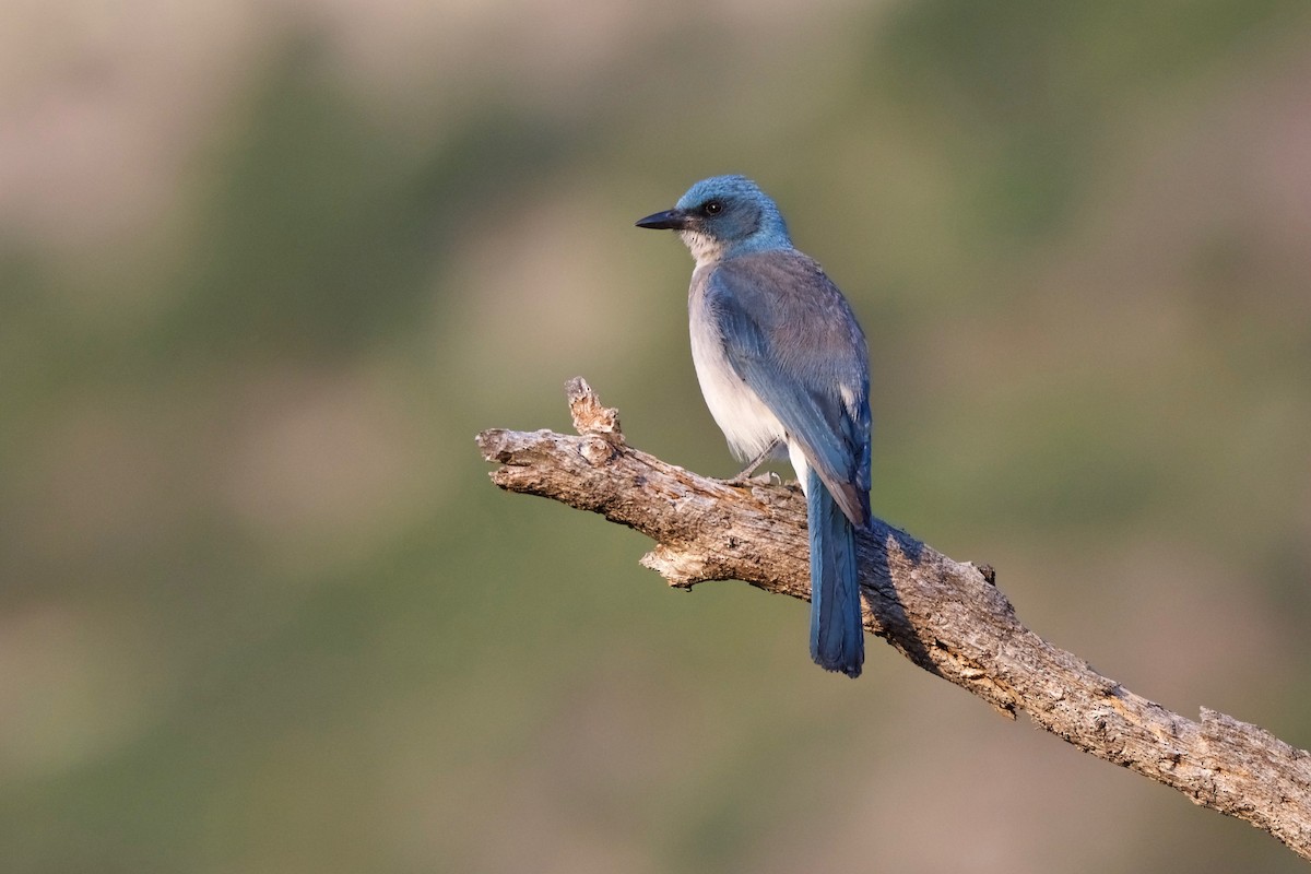 Mexican Jay - Jamie Baker