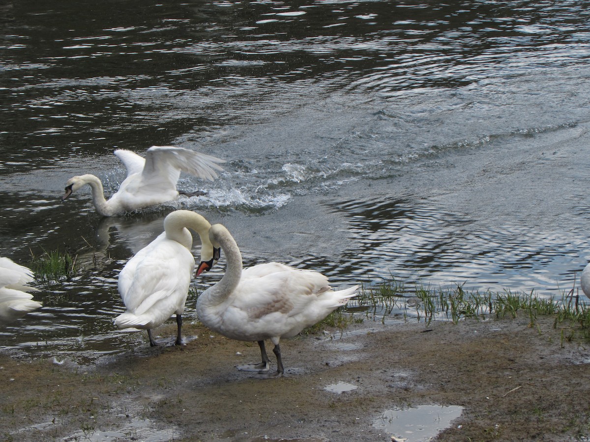 Cygne tuberculé - ML160233001