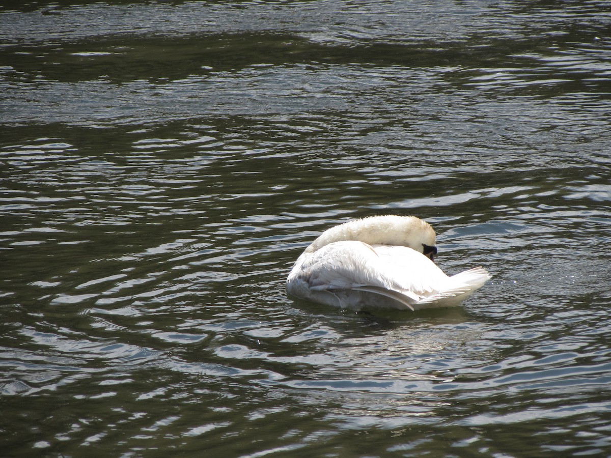 Mute Swan - ML160233191