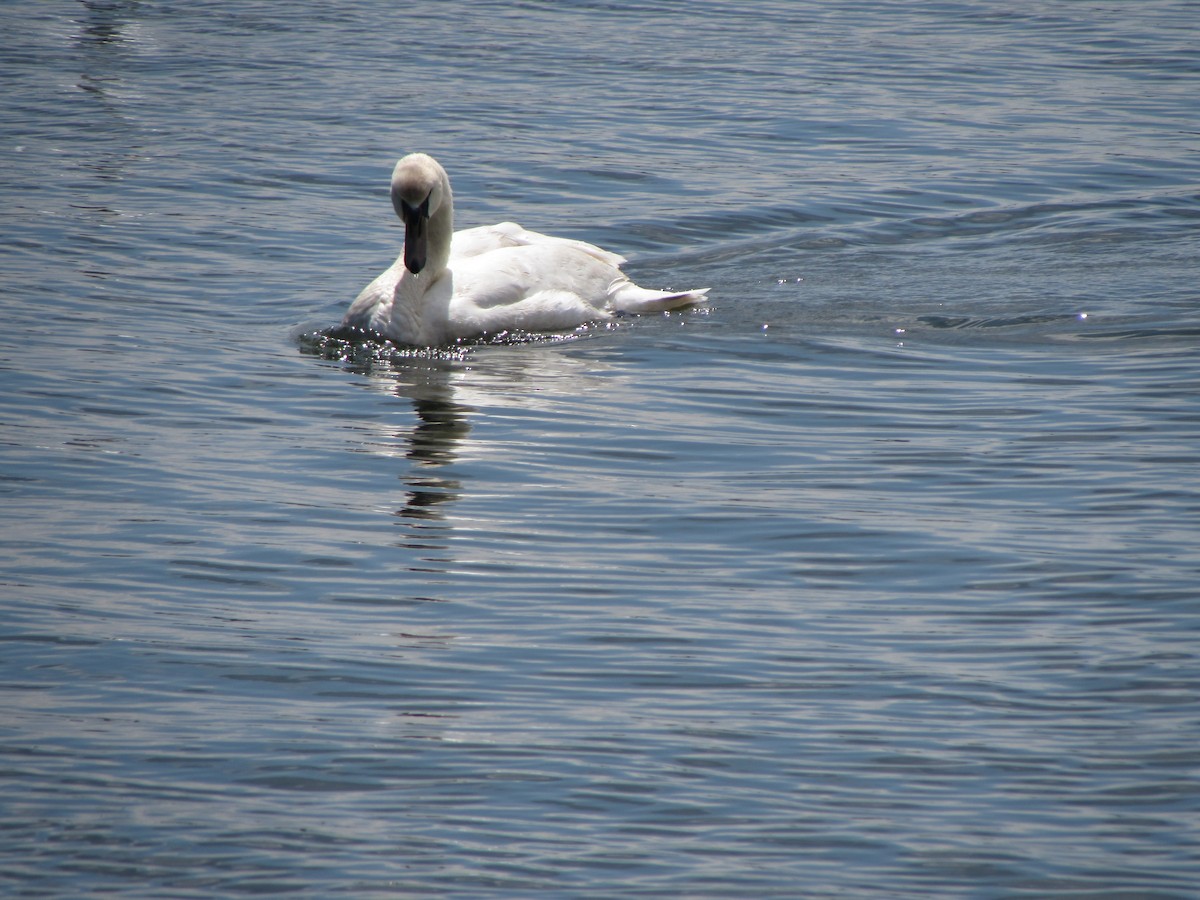 Mute Swan - ML160233351