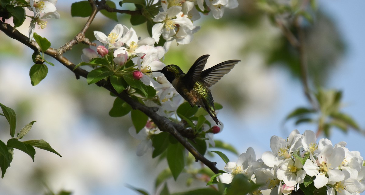 Ruby-throated Hummingbird - Patty Masten