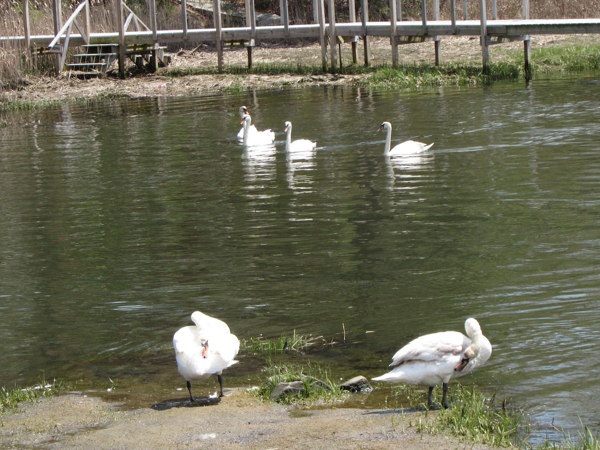 Cygne tuberculé - ML160233521