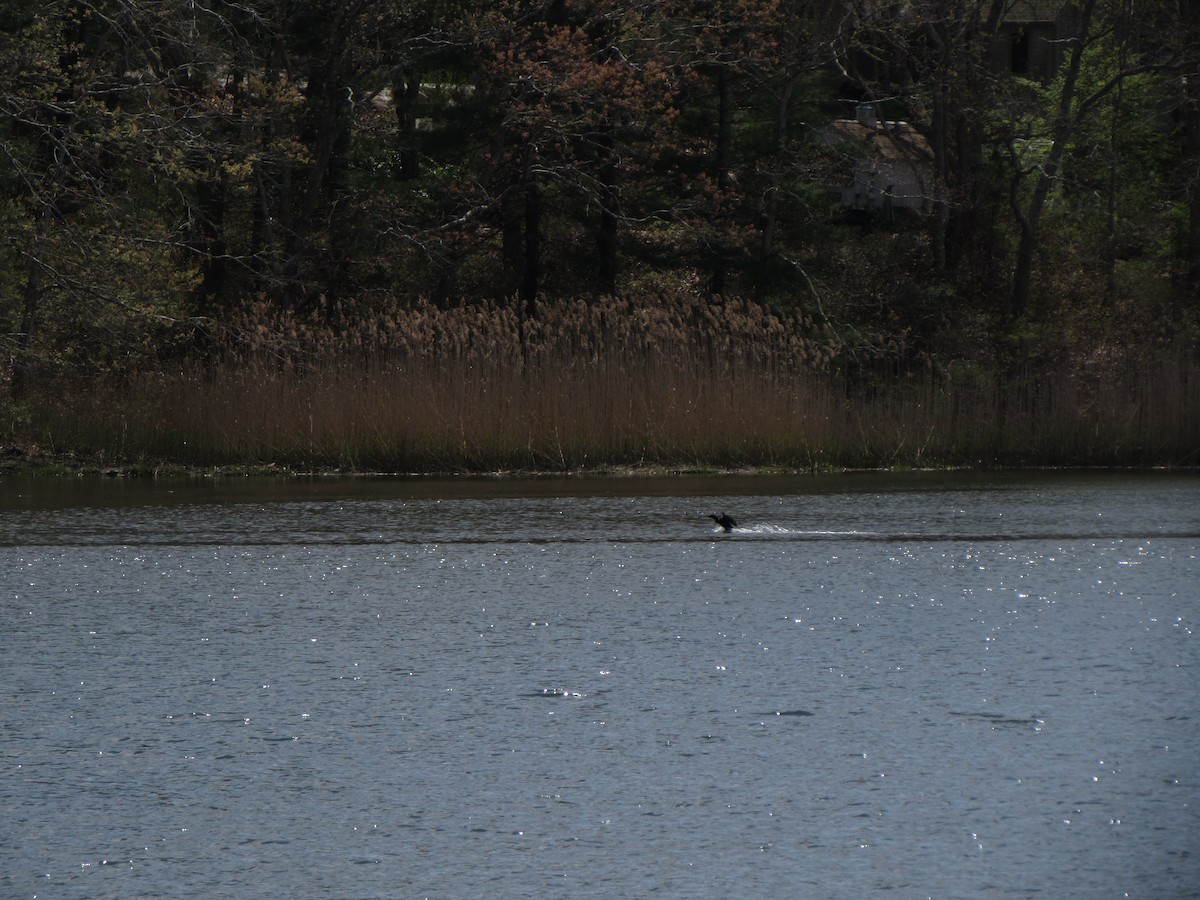 Cormoran à aigrettes - ML160233821