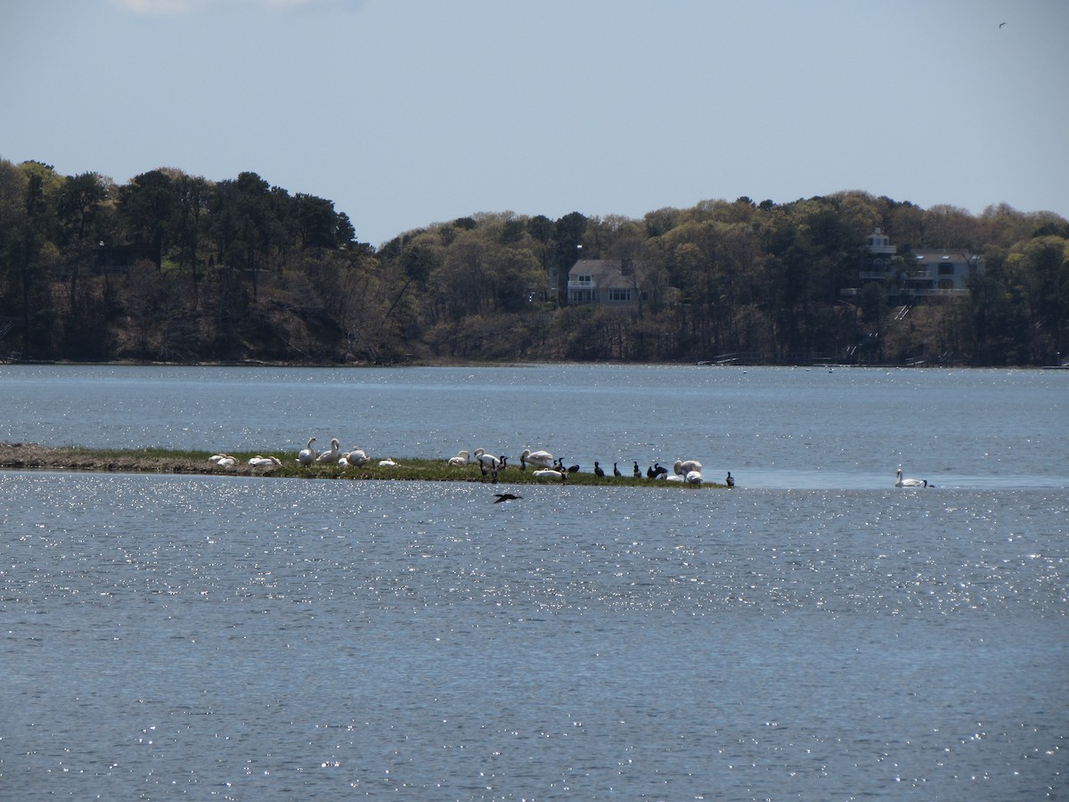 Double-crested Cormorant - ML160233971