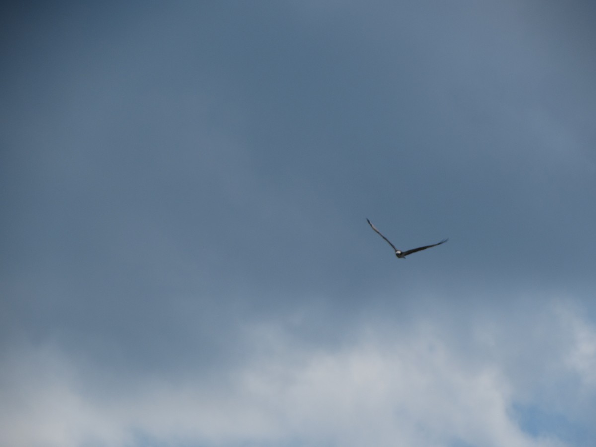 Osprey (carolinensis) - ML160234751