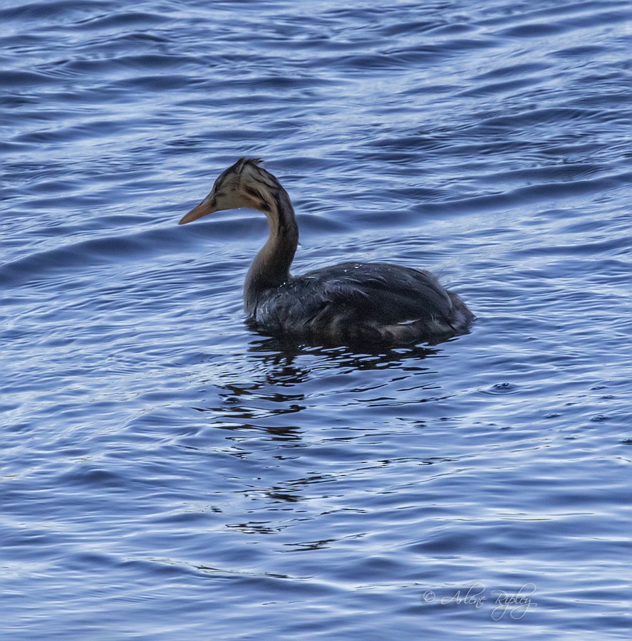 Great Crested Grebe - ML160235041