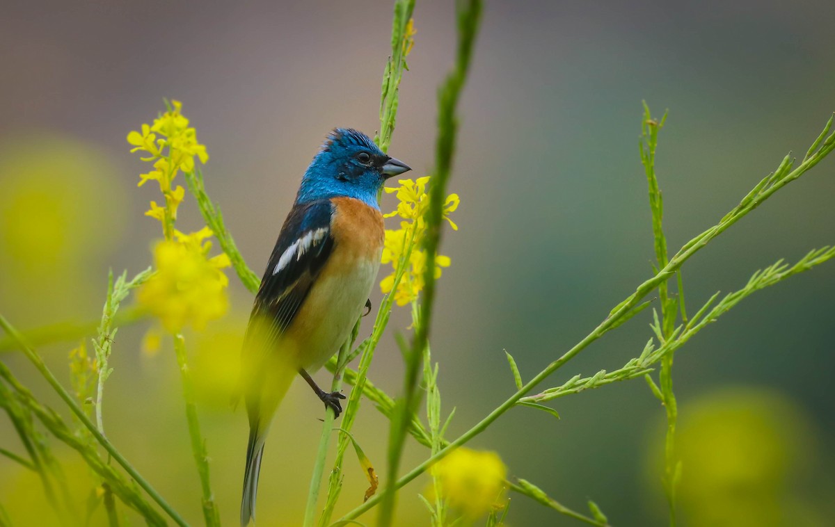 Lazuli Bunting - ML160236251