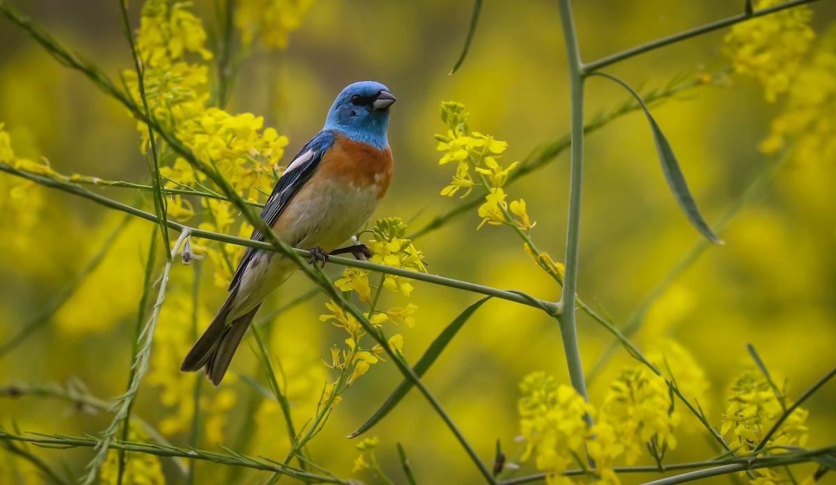 Lazuli Bunting - ML160236281
