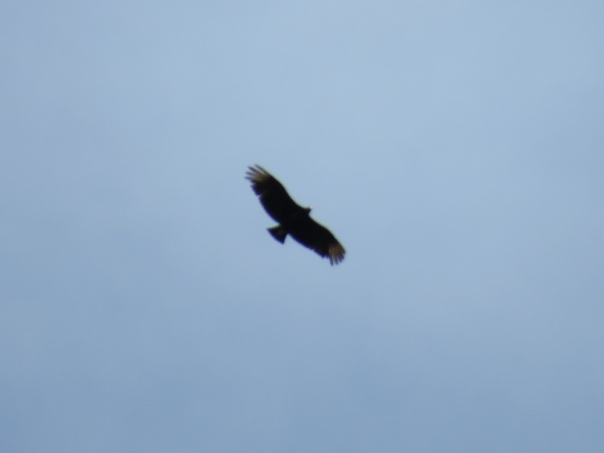 Black Vulture - ML160236421