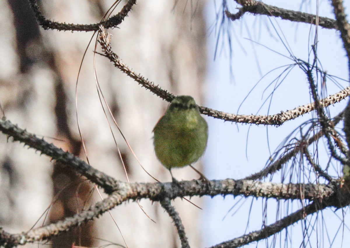 Buff-throated Warbler - ML160238161