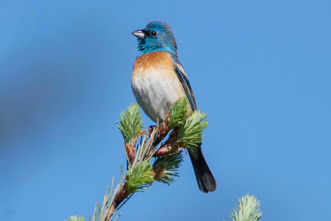 Lazuli Bunting - ML160240661