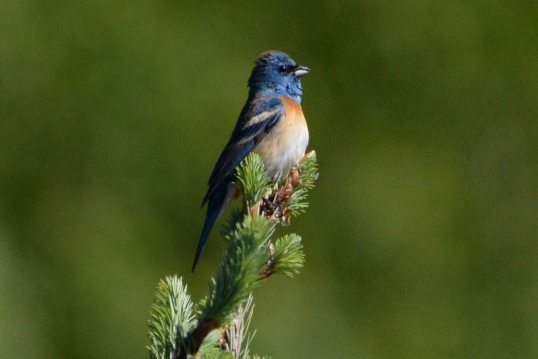 Lazuli Bunting - ML160240681
