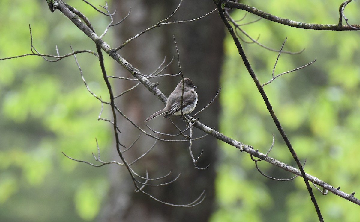 Eastern Phoebe - ML160241661
