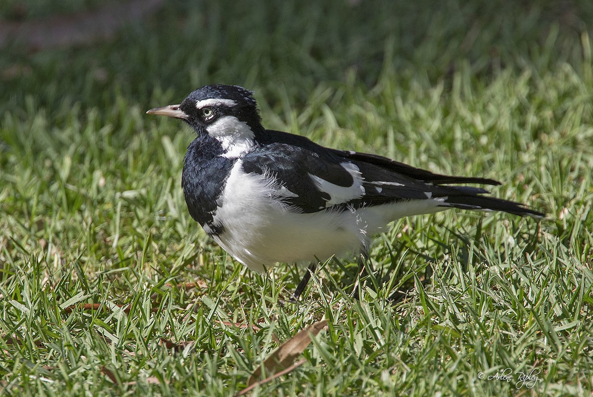 Magpie-lark - ML160243301