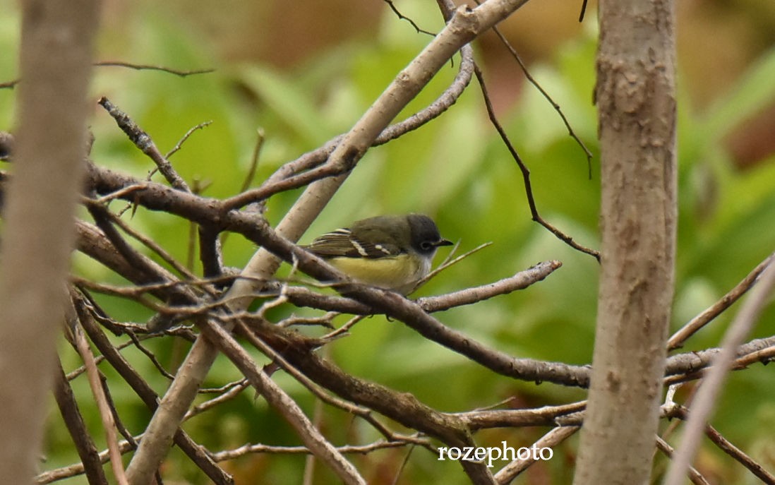 eremittvireo - ML160244011