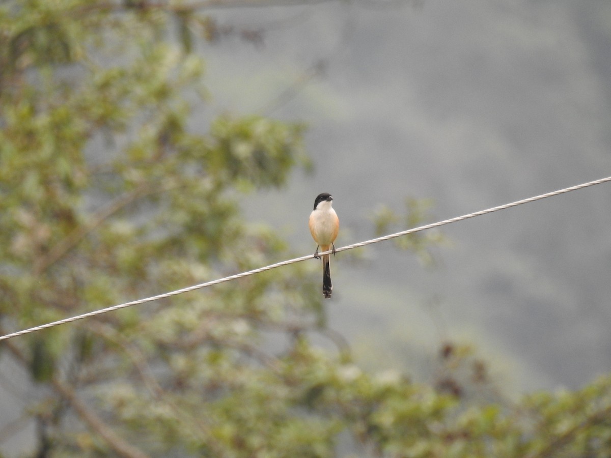 Long-tailed Shrike (tricolor/longicaudatus) - ML160247321