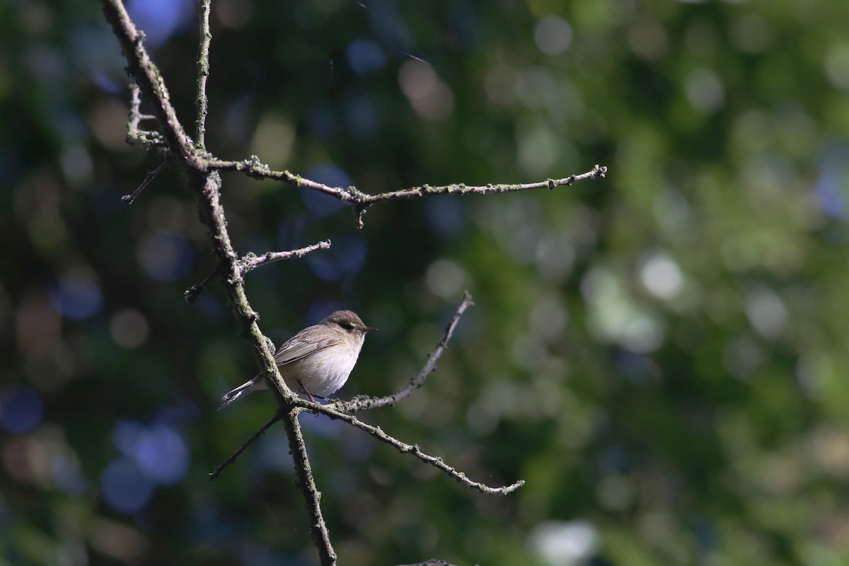 Common Chiffchaff (Common) - ML160247581