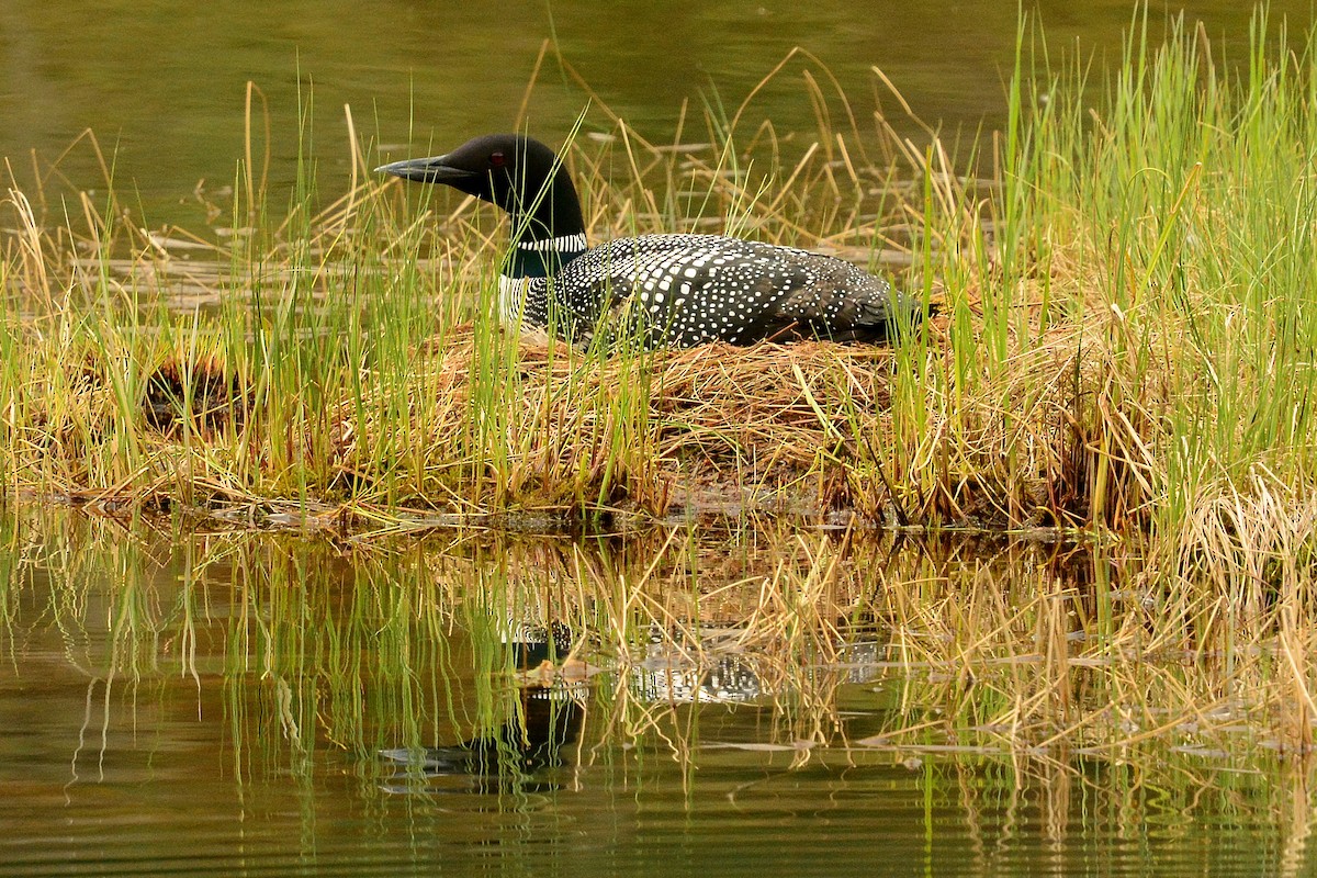 Common Loon - Gary Davidson