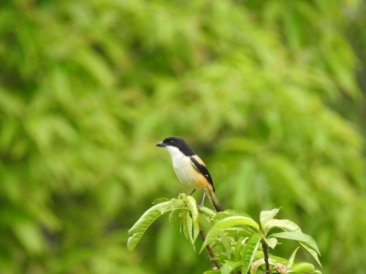 Long-tailed Shrike (tricolor/longicaudatus) - ML160248631