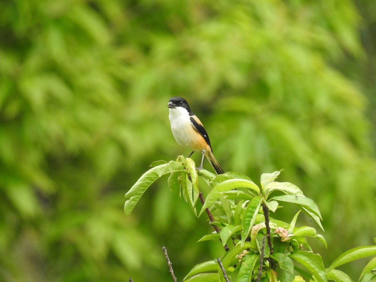 Long-tailed Shrike (tricolor/longicaudatus) - ML160248701