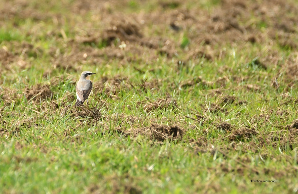 Northern Wheatear - ML160248781