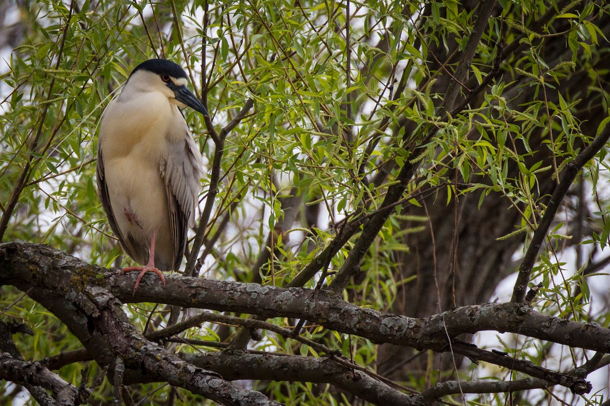 Black-crowned Night Heron - Bill Davis