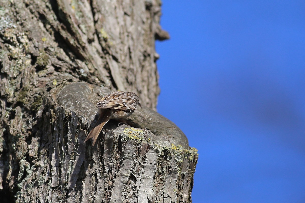 Short-toed Treecreeper - Peter Hosner