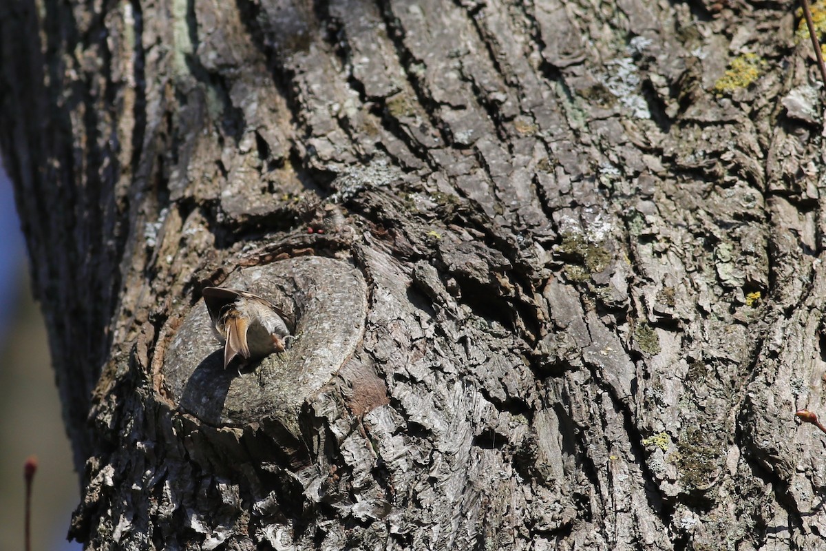 Short-toed Treecreeper - Peter Hosner