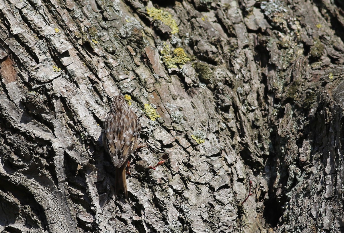 Short-toed Treecreeper - Peter Hosner