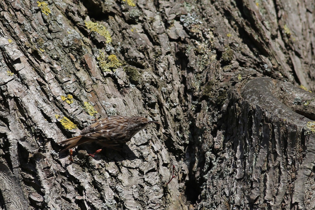 Short-toed Treecreeper - Peter Hosner