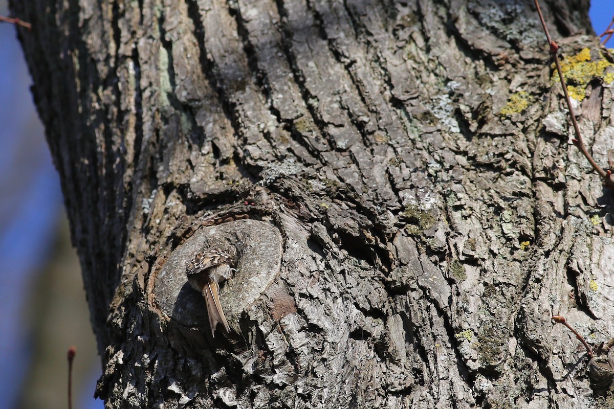 Short-toed Treecreeper - ML160249521