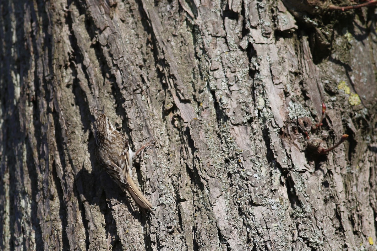 Eurasian Treecreeper - ML160249631