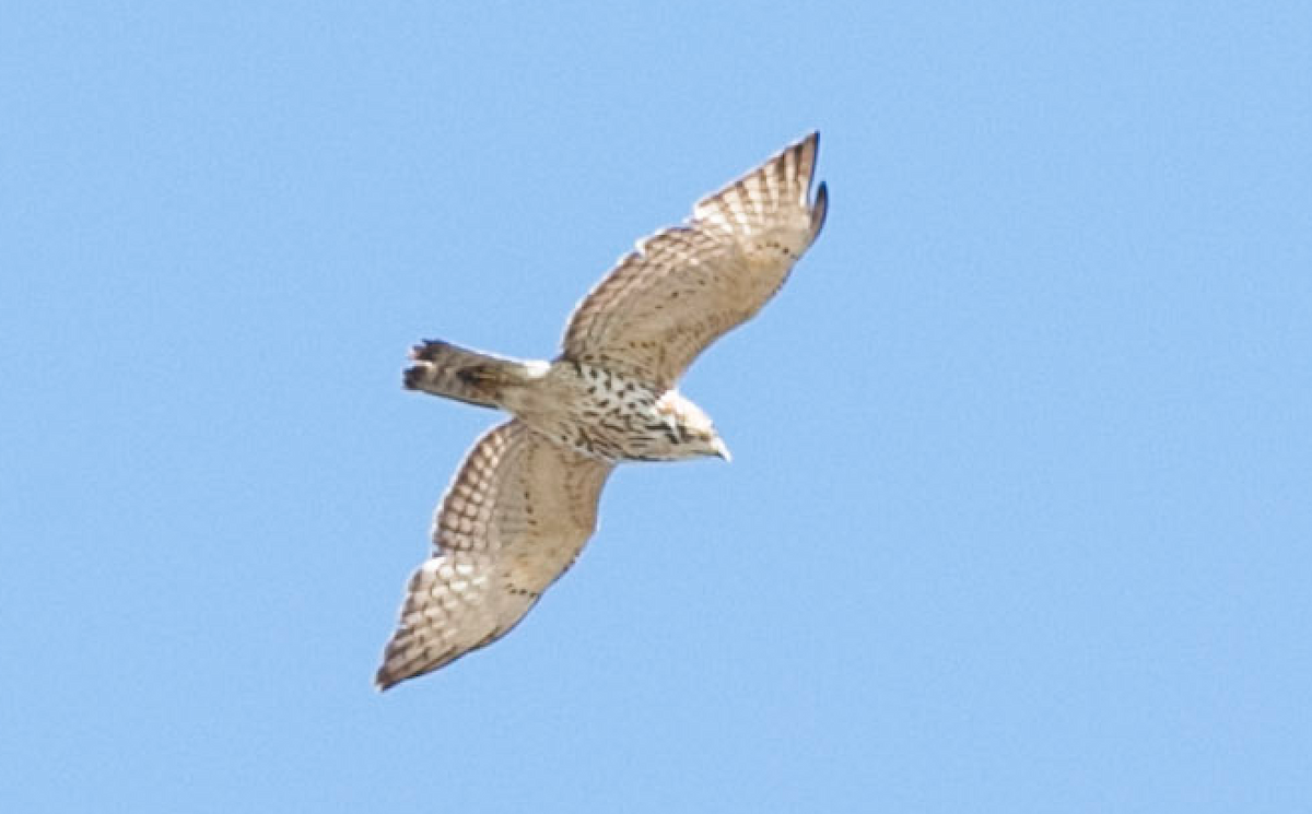 Broad-winged Hawk - ML160250421